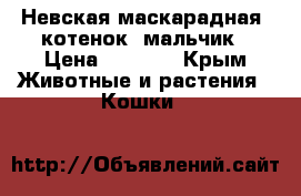 Невская-маскарадная, котенок, мальчик › Цена ­ 4 000 - Крым Животные и растения » Кошки   